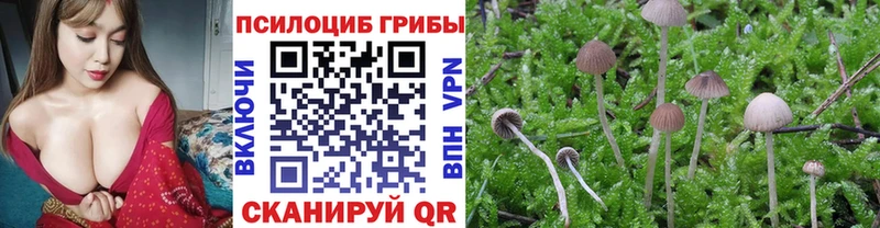 Галлюциногенные грибы Psilocybine cubensis  где найти   Нерчинск 
